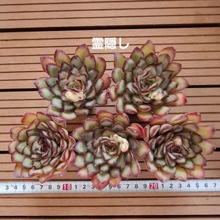 多肉植物 アエオニウム 紅覆輪錦 特大 主頭 カット苗 極上株 多肉植物 アエオニウム 紅覆輪錦 特大 主頭 カット苗 極上株