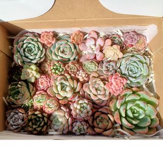 レア多肉植物シリーズ・ユーフォルビア・紅彩閣モンストinわけけ レア多肉植物シリーズ・ユーフォルビア・紅彩閣モンストinわけけ