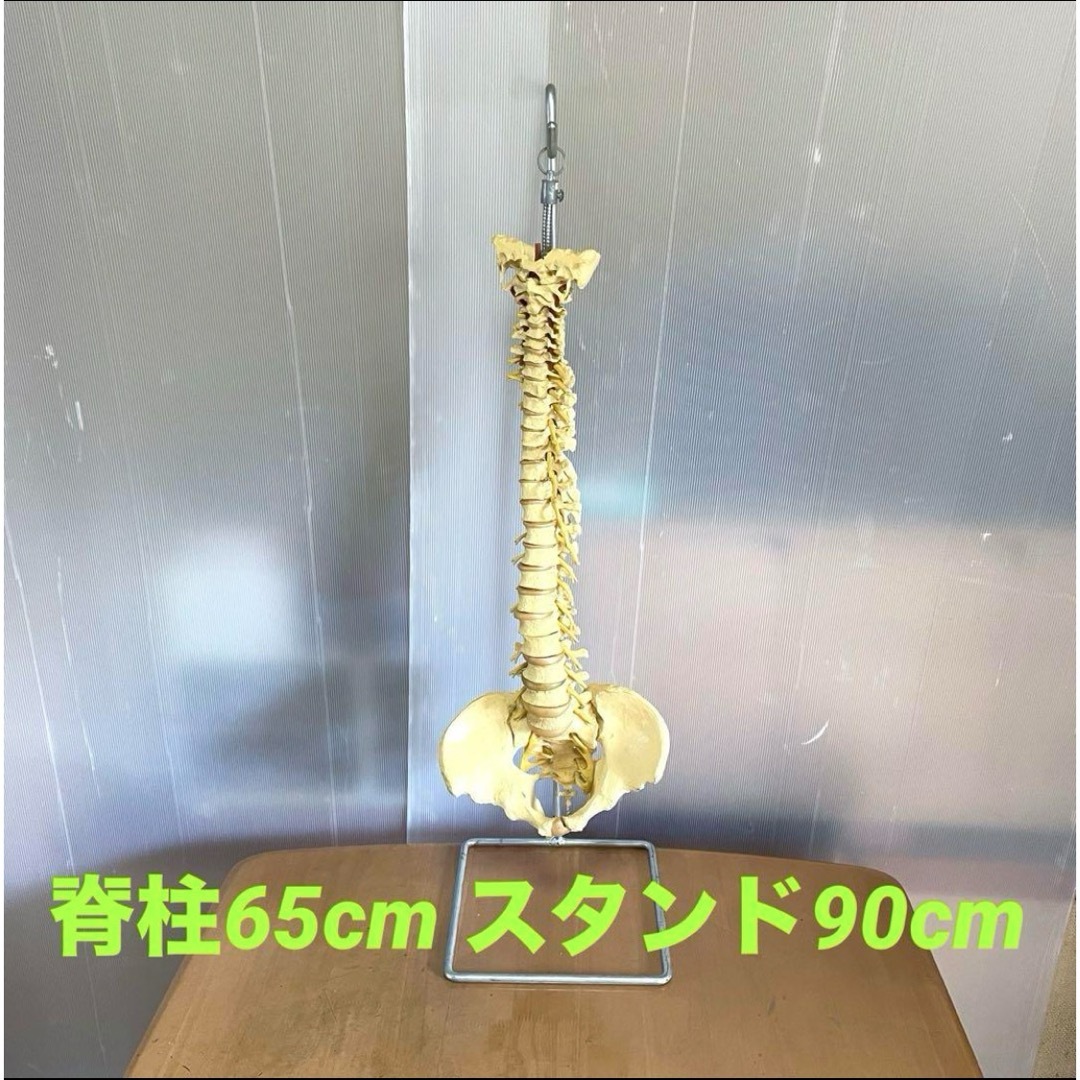 脊柱模型 骨模型 人体模型 背骨 骸骨 骨格標本 オブジェ 脊柱模型 骨模型 人体模型 背骨 骸骨 骨格標本 オブジェ