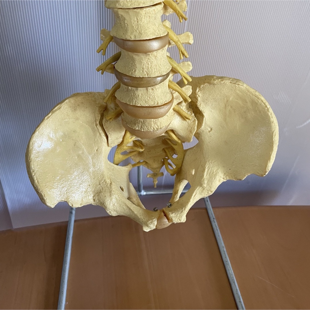 脊柱模型 骨模型 人体模型 背骨 骸骨 骨格標本 オブジェ 脊柱模型 骨模型 人体模型 背骨 骸骨 骨格標本 オブジェ