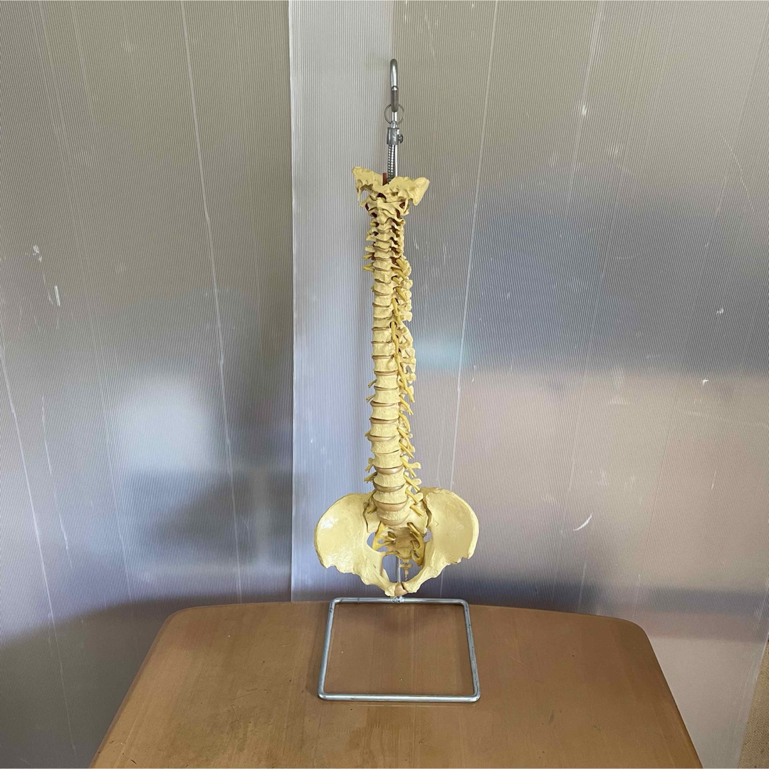 脊柱模型 骨模型 人体模型 背骨 骸骨 骨格標本 オブジェ 脊柱模型 骨模型 人体模型 背骨 骸骨 骨格標本 オブジェ