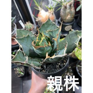 アガベ チタノタ 白鯨 子株(その他)