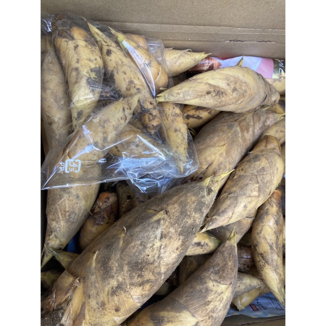 早掘り筍 3kg 早掘り筍 3kg