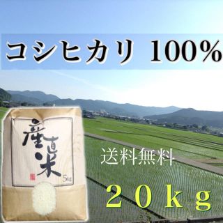 【明美様専用】愛媛県産こしひかり100％  ２０ｋｇ  農家直送(米/穀物)