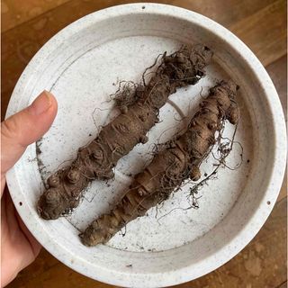 おかわかめ  球根 特大サイズ 球根 2つ  健康野菜(野菜)