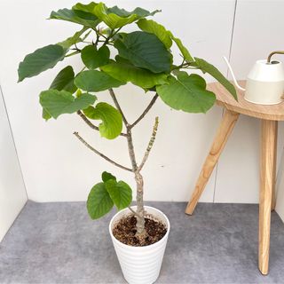 フィカス　ウンベラータ　10【現品】観葉植物　室内　7号(その他)