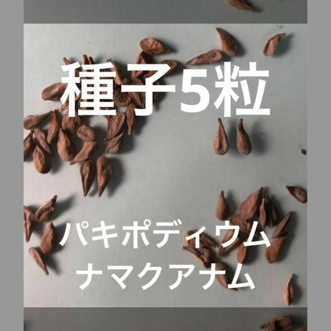 【種子5粒】最新入荷　パキポディウム　ナマクアナム　光堂　PN2