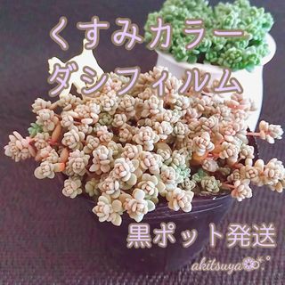 ポットごと発送 くすみカラーダシフィルム❤即購入OK 多肉植物 根付き(その他)