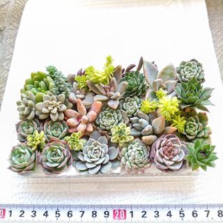 多肉多肉植物🌱セット💕寄せ植え🌱寄植えに💕寄せ植セット　カット苗　(その他)