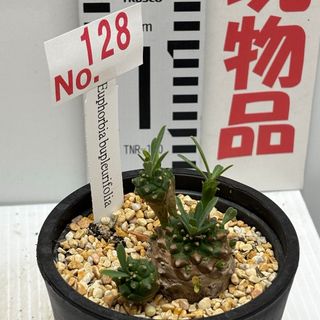 ユーフォルビア『峨眉山鉄甲』４芽３.５号(10.5cm)No.128(その他)