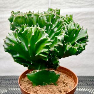 ユーフォルビア　ラクテア(その他)