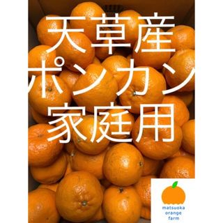天草産ポンカン　家庭用　箱込10kg(フルーツ)