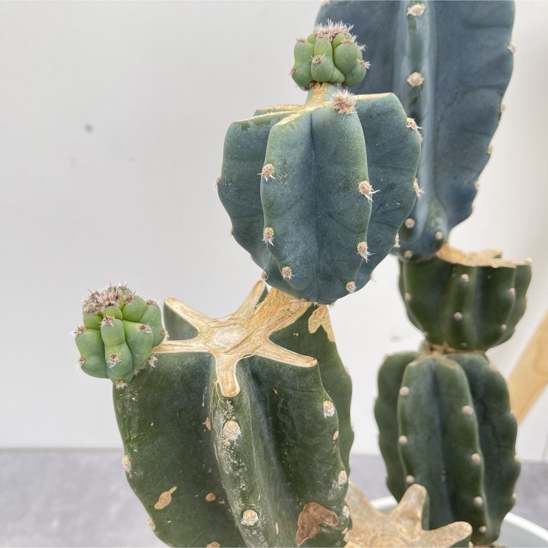 柱サボテン ブランチ 3【現品】観葉植物 室内 ドライガーデン 大型 柱サボテン ブランチ 3【現品】観葉植物 室内 ドライガーデン 大型
