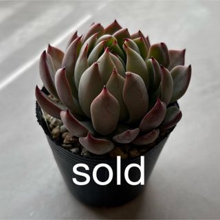 オレンジスノーボール 多肉植物 重 オレンジスノーボール 多肉植物 重