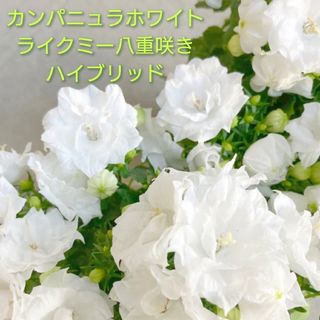 サカタノタネ(サカタのタネ)の新種 多年草 八重咲き カンパニュラ ホワイト『ライクミー』ポット苗のまま発送♪(その他)