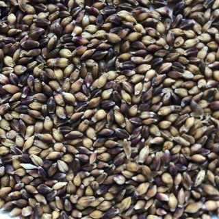 黒もち麦　オーガニック　種　固定種　400粒(その他)