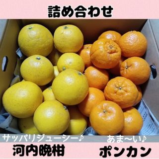 愛媛県産✩河内晩柑&ポンカン 詰め合わせ✩8キロ(フルーツ)