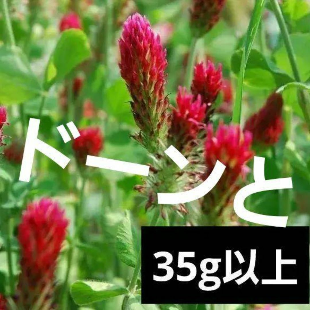 ＜種＞クリムソンクローバー　シストル　35ｇ　センチュウ抑制効果！景観用にも ハンドメイドのフラワー/ガーデン(プランター)の商品写真