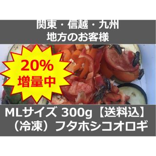【関東・信越・九州の方】 冷凍コオロギ 360g MLサイズ（フタホシコオロギ）(爬虫類/両生類用品)