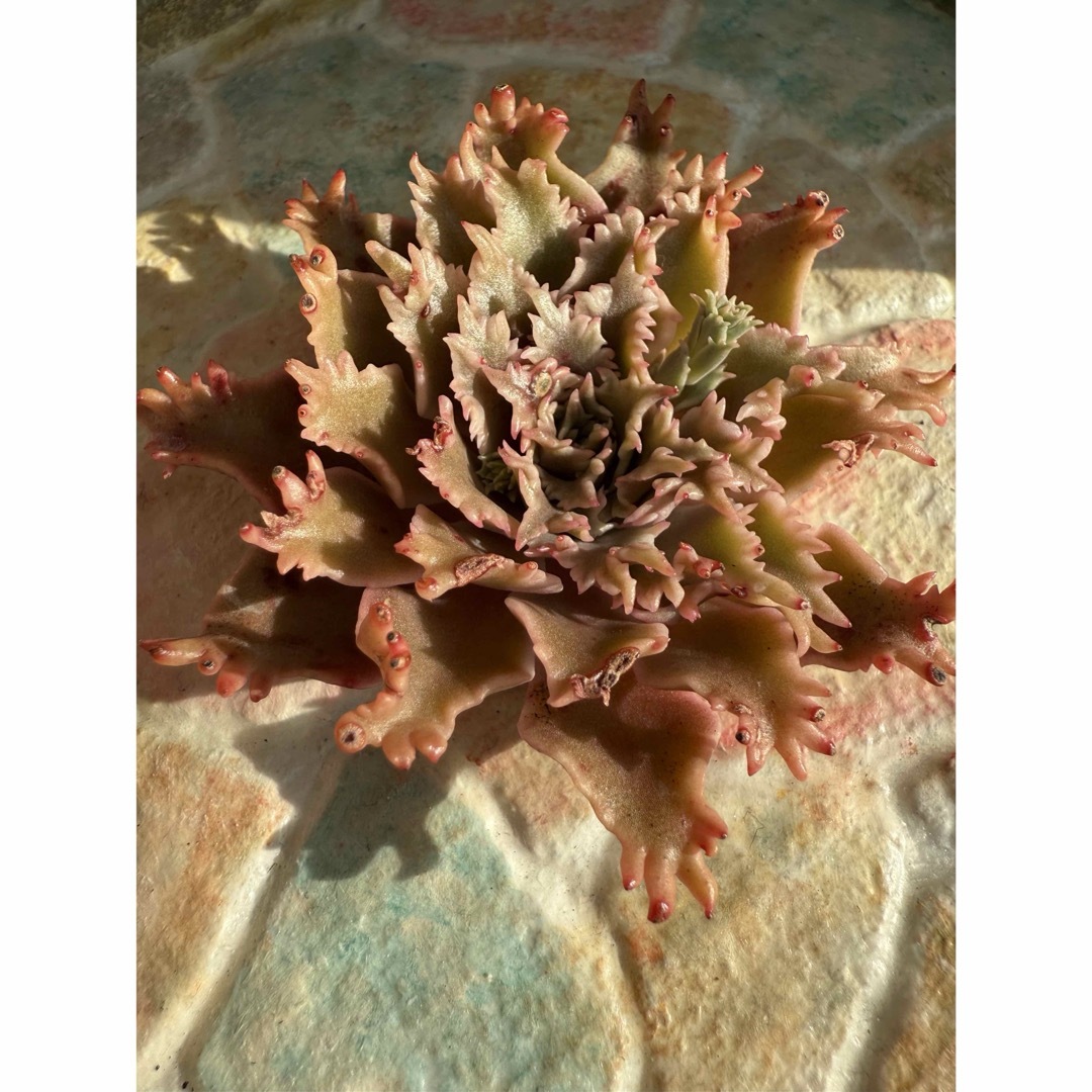 多肉植物 スターファイヤー カット苗の通販 by 愛mi♡na咲 M∞T 多肉植物 スターファイヤー カット苗の通販 by 愛mi♡na咲 M∞T
