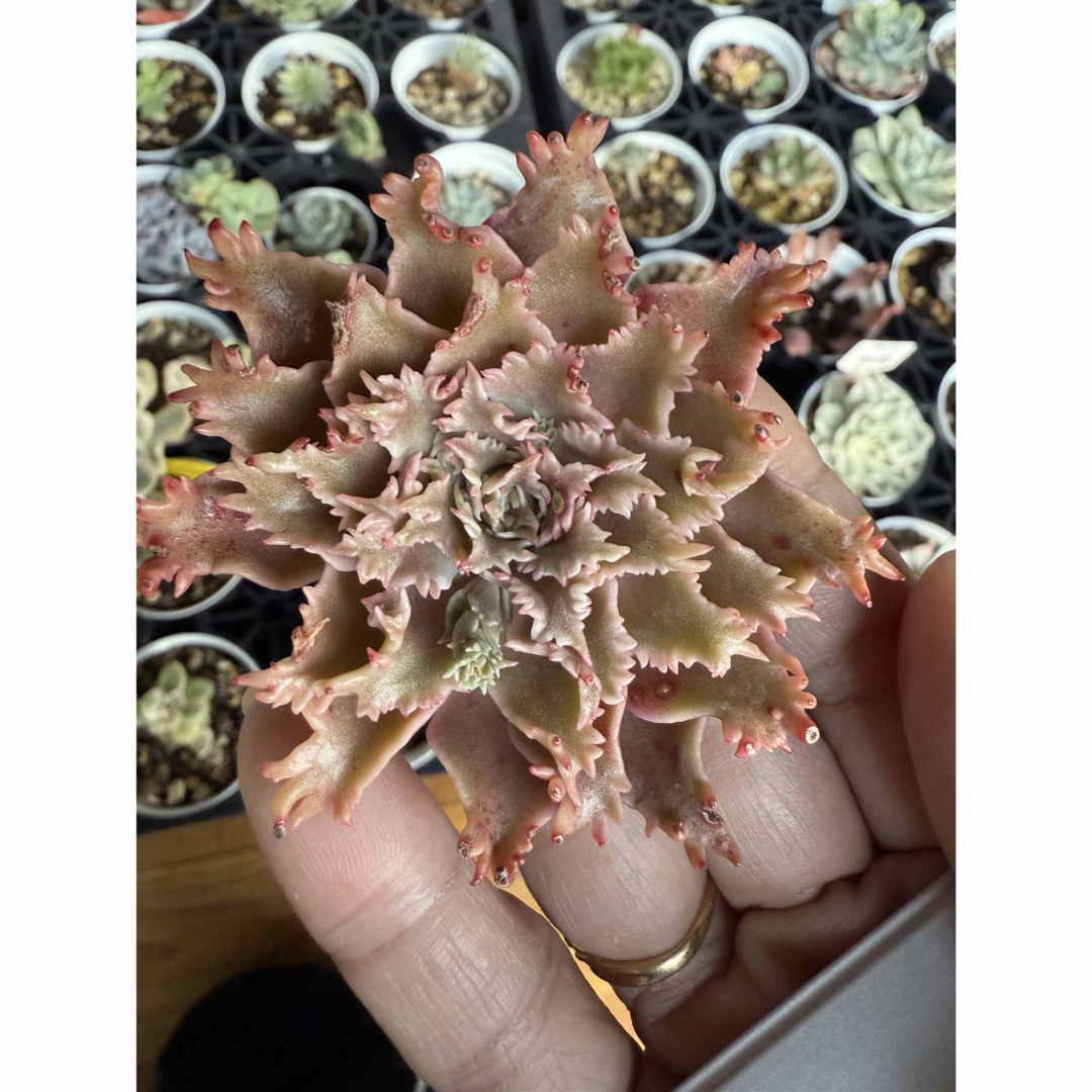 多肉植物 スターファイヤー カット苗の通販 by 愛mi♡na咲 M∞T 多肉植物 スターファイヤー カット苗の通販 by 愛mi♡na咲 M∞T