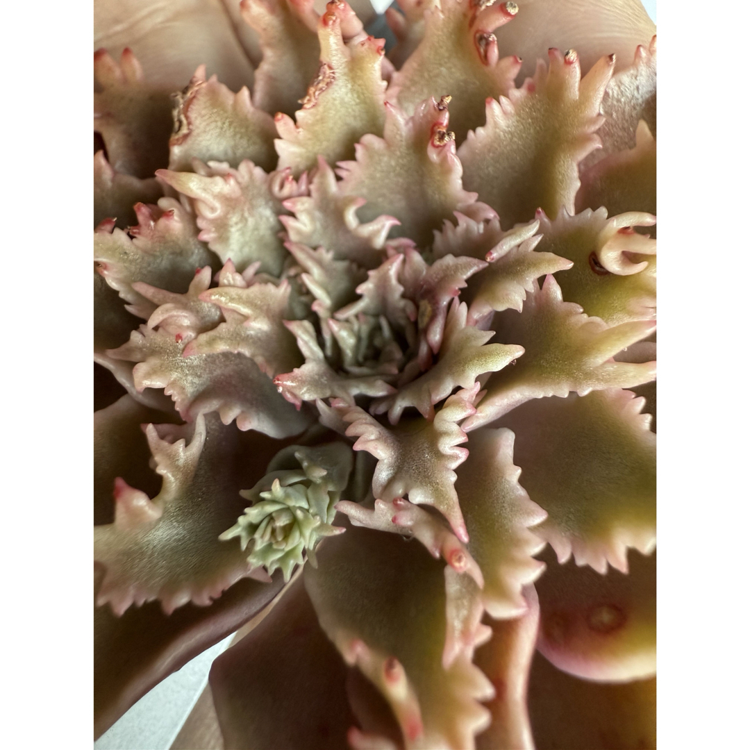 多肉植物 スターファイヤー カット苗の通販 by 愛mi♡na咲 M∞T 多肉植物 スターファイヤー カット苗の通販 by 愛mi♡na咲 M∞T