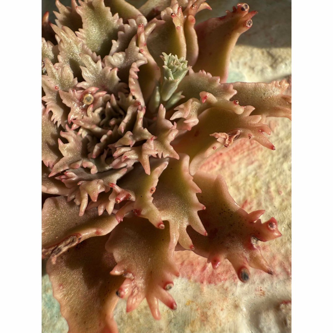 多肉植物 スターファイヤー カット苗の通販 by 愛mi♡na咲 M∞T 多肉植物 スターファイヤー カット苗の通販 by 愛mi♡na咲 M∞T