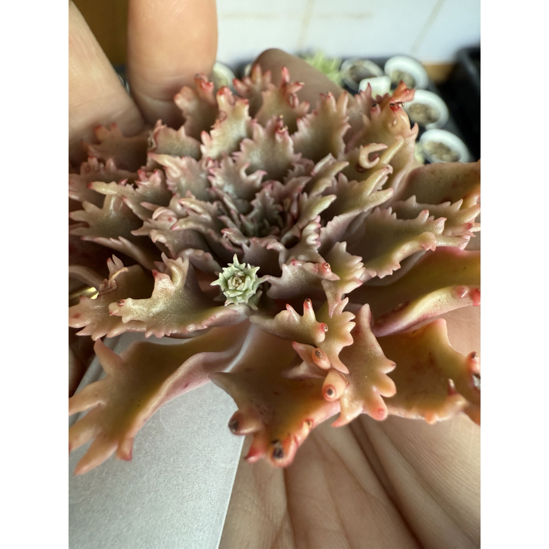 多肉植物 スターファイヤー カット苗の通販 by 愛mi♡na咲 M∞T 多肉植物 スターファイヤー カット苗の通販 by 愛mi♡na咲 M∞T
