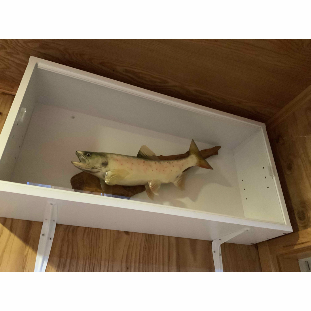 山女(天魚・アマゴ)の剥製380~90mm 尺オーバーsize…No1 山女(天魚・アマゴ)の剥製380~90mm 尺オーバーsize…No1