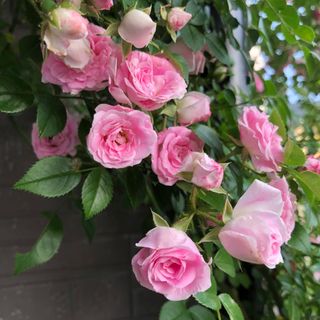 ユキコ　つるバラ苗　ミニばら苗　ツルバラ苗(その他)