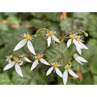 ユキノシタ 苗　根のついた苗 200本 ■送料無料 /根付 山野草 雪の下  (プランター)