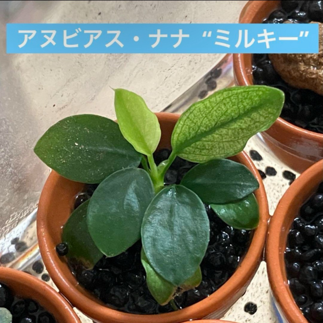 アヌビアス・ナナ “ミルキー” その他のペット用品(アクアリウム)の商品写真