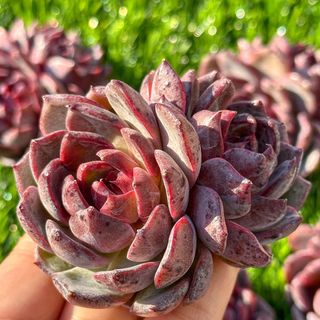 多肉植物 エケベリア ブルーベリージャム 超美苗(その他)