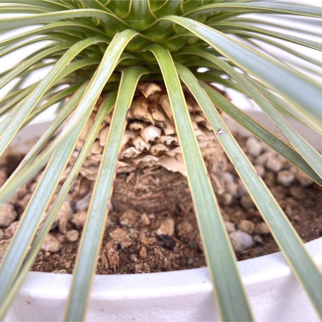 ユッカ ロストラータ 【現品】 ☆希少☆ 観葉植物 大型