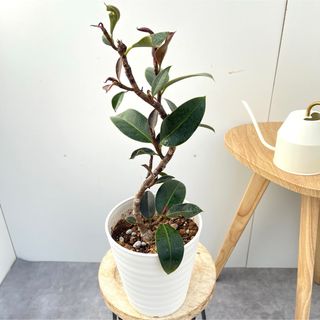 フィカス　バーガンディ　11【現品】観葉植物　室内　5号(その他)