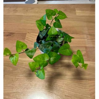 観葉植物　ヘデラ　ハートアイビー　苗(プランター)