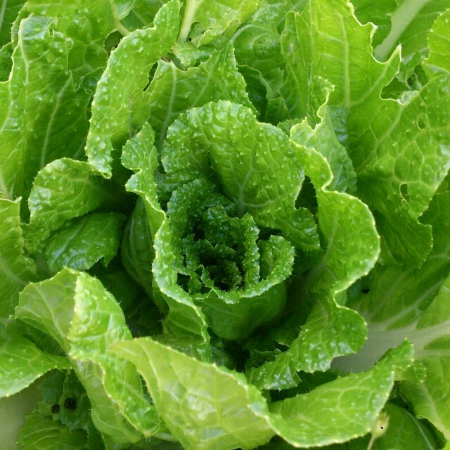 ☆わくわく80サイズ☆岡山産 新鮮野菜 食品/飲料/酒の食品(野菜)の商品写真