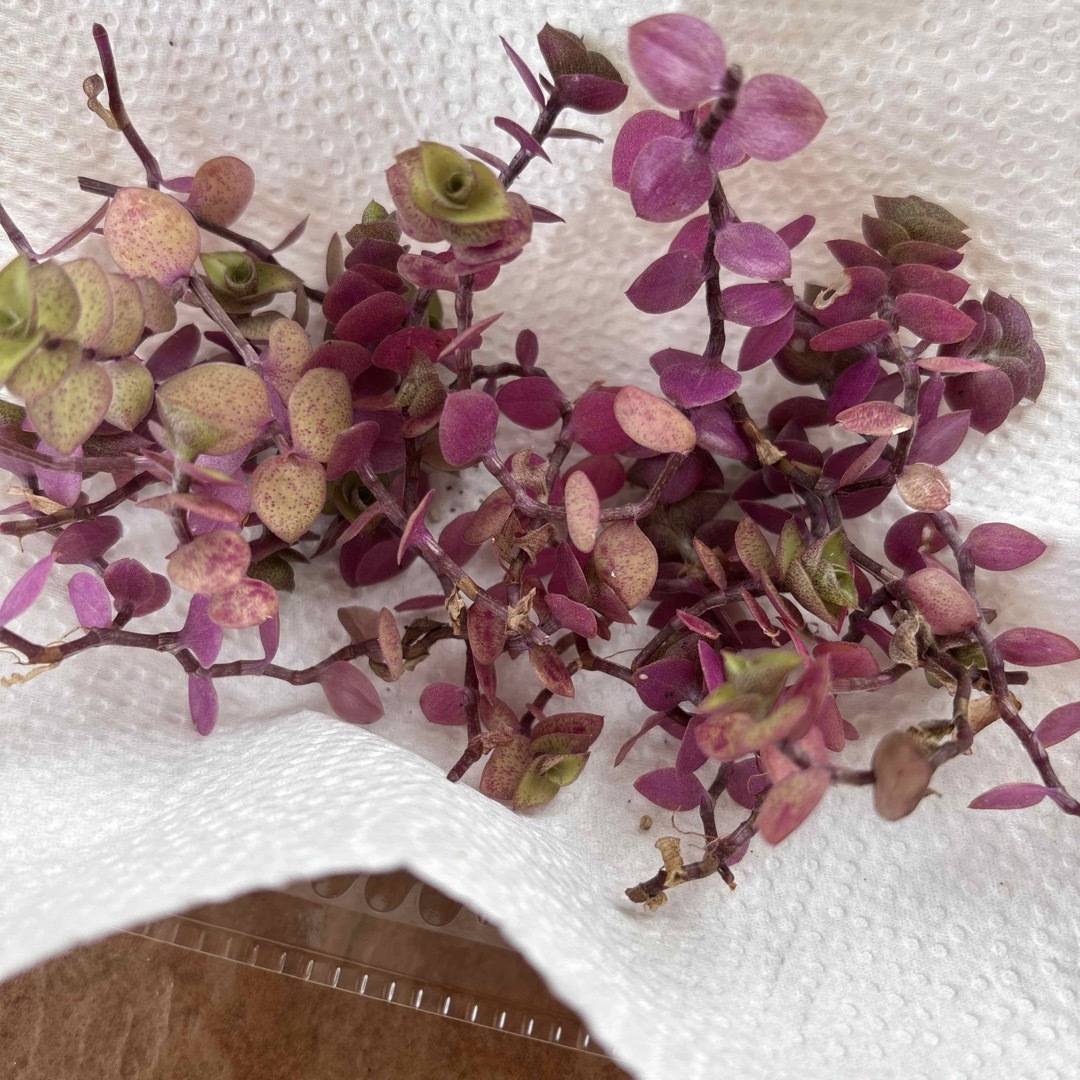 多肉植物カット苗 ハンドメイドのフラワー/ガーデン(その他)の商品写真