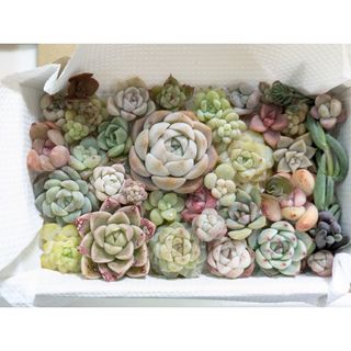 サ  多肉植物 チビ苗 ちまちま寄せ植 カット苗(その他)