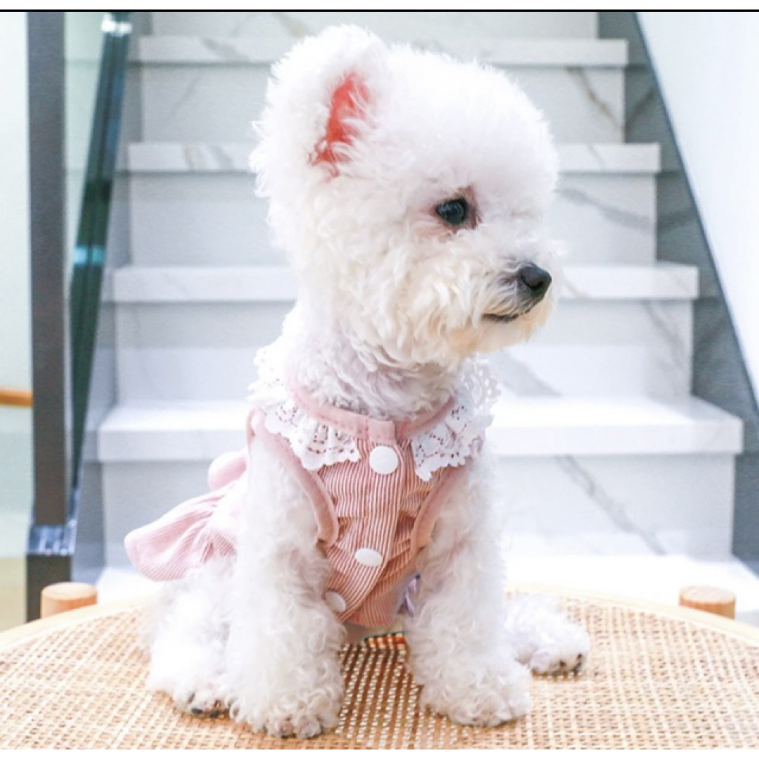 うさぎ柄リード取付金具付ワンピース ピンク　Lサイズ　犬服 ペット服 その他のペット用品(犬)の商品写真