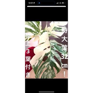 【鉢植え発送】大葉30㎝以上/斑入りモンステラ　ハーフムーン　極斑入り　最高級(その他)