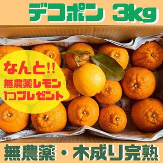 無農薬デコポン(不知火) 3キロ