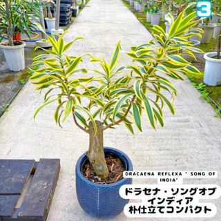 ドラセナ・ソング・オブインディ③朴仕立てコンパクトサイズ(プランター)