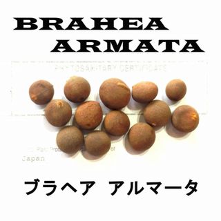 7月入荷 10粒+ ブラヘア アルマータ 種 種子 証明書(その他)
