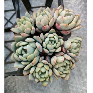 多肉植物 センペルビウム 巻絹 子株付きの通販 by m.taniku|ラクマ 多肉植物 センペルビウム 巻絹 子株付きの通販 by m.taniku|ラクマ
