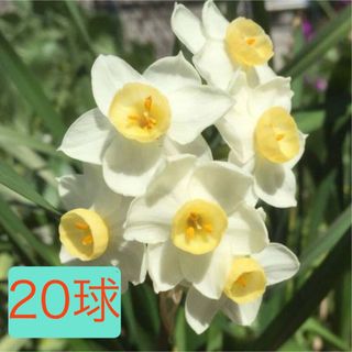スイセン球根　小さめミックス20球(その他)