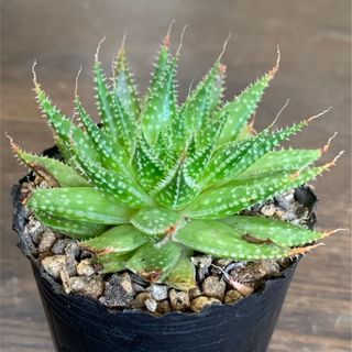 2025福袋 多肉植物の通販 by たにゆ's shop|ラクマ 2025福袋 多肉植物の通販 by たにゆ's shop|ラクマ