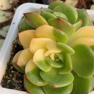 シャルモン錦　多肉植物　エケベリア (その他)