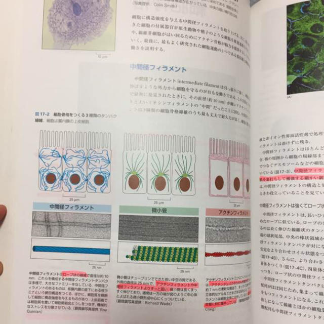 エッセンシャル細胞生物学 エンタメ/ホビーの本(健康/医学)の商品写真