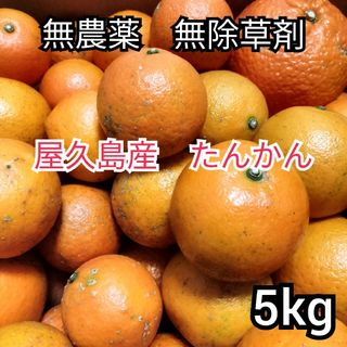 たんかん　タンカン　無農薬　屋久島産　柑橘類　みかん　果物　期間限定　送料無料(フルーツ)